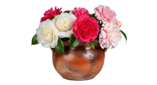 [123045] Camellia japonica variés Pot P25cm