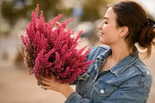 [144010] Erica gracilis Bruyère de Toussaint variées XL P13 