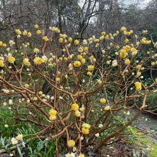 [139500] EDGEWORTHIA CHRYS. GRANDIFLORA 80 100 cm Pot C15Litres