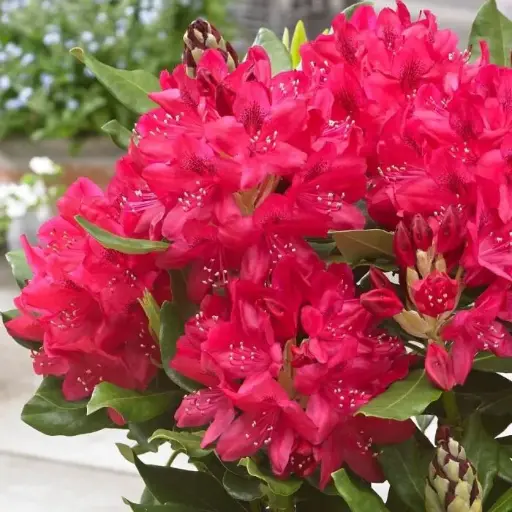 [104812] Rhododendron Nova Zembla 50 60 Pot C5Litres