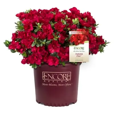 [136433] Azalea japonica Encore® Autumn Fire Pot C4