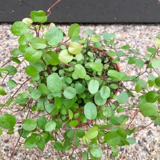 [127655] Muehlenbeckia capillaris Mue