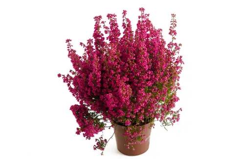 [127341] Erica gracilis Bruyère de Toussaint variées P11-12 