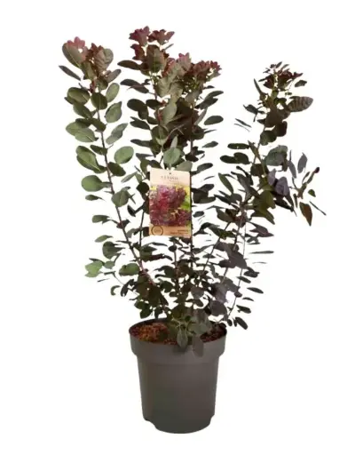 [100737] Cotinus coggygria Royal Purple 125 150 XXL