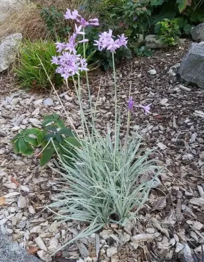 [126091] Tulbaghia viloacea Silver Lace Pot C1.5