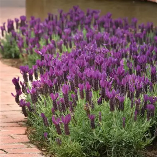 [111638] Lavandula stoechas Anouk Pot P19 cm ** Lavande Papillon **