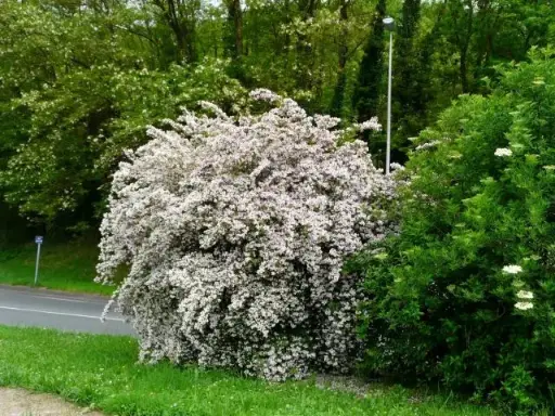 [100885] Kolkwitzia amabilis Pink Cloud C10Litres