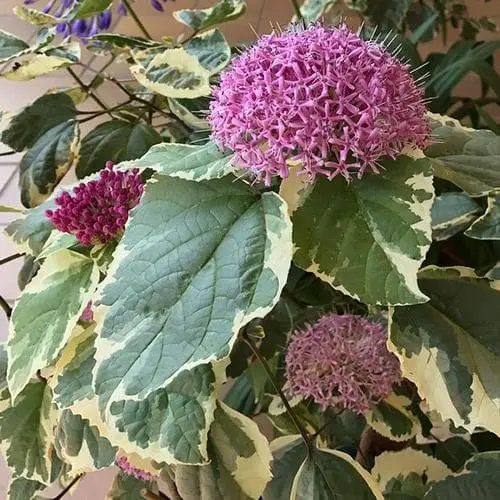 [108113] Clerodendron bungei Pink Diamond Pot C10Litres