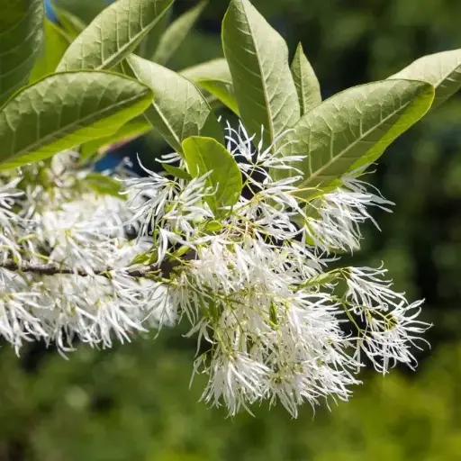 [108144] Chionanthus virginicus Pot C7.5Litres