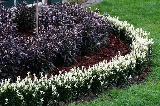 [136839] Euonymus japonica Paloma Blanca P17