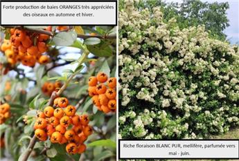 [109268] Pyracantha Saphyr Orange Cadanga Pot C4