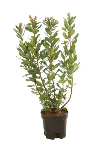 [141088] Arbutus unedo 60/+ cm pot de 19 cm