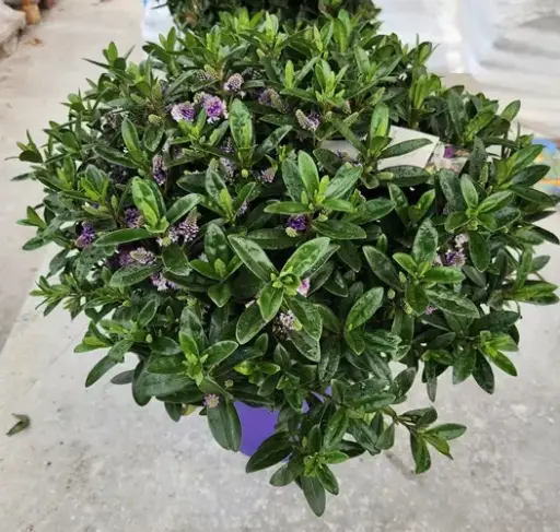 [104870] Hebe adddenda mix XXL Pot P23 couleurs variées