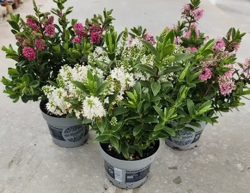 [102972] Hebe andersonii All Blooms mix Pot P12 cm - Veronique arbustive