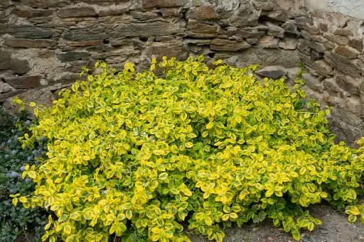 [144986] Euonymus fortunei Emerald Gold Pot P15 cm