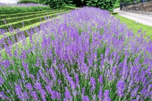[114062] Lavandula angustifolia Dwarf Blue Pot P13