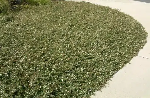 [122785] Cotoneaster dammeri P9