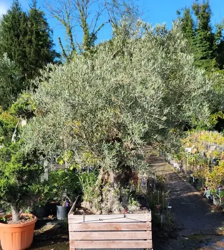 [139255] Olea europaea XXL sur tronc Pot C675L 100x100 **Olivier centenaire d´exception **