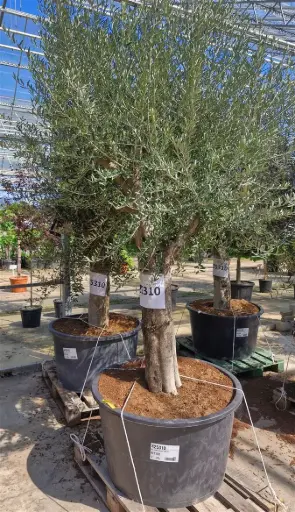 [103684] Olea europea Tronc 100 cm Diamètre Tronc +/- 15 cm * Olivier