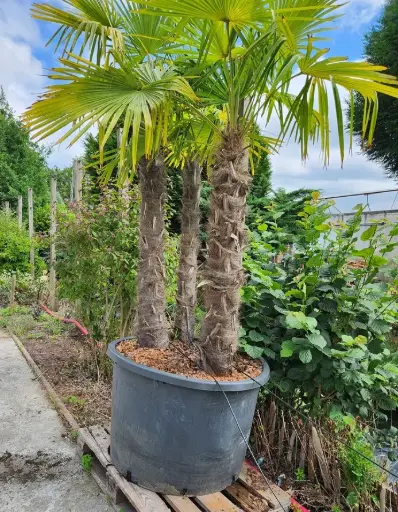 [106155] Chamaerops excelsa ou Trachycarpus Trio: 3 troncs 120/150/180 cm Pot ** Palmier **