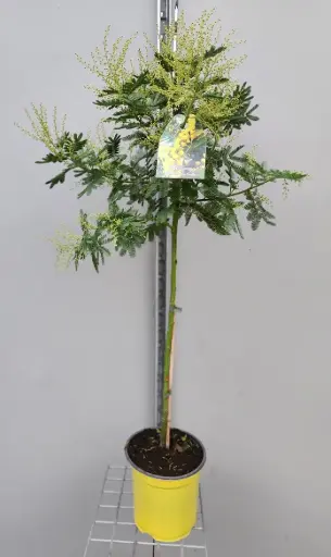 [133164] Acacia dealbata Le Gaulois greffé Tige 50 cm Pot P20 ** Mimosa**
