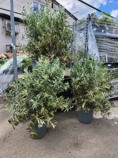 [136262] Olea europea Demi Tige Fort Pot C30Litres
