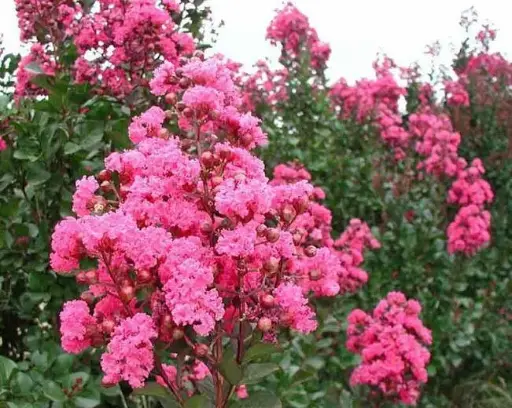 [144772] Lagerstroemia indica Pink Velours 200 250 cm Buisson Pot C35Litres