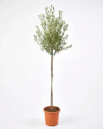 [121535] Olea europeana tige 60 Pot P20 * Olivier