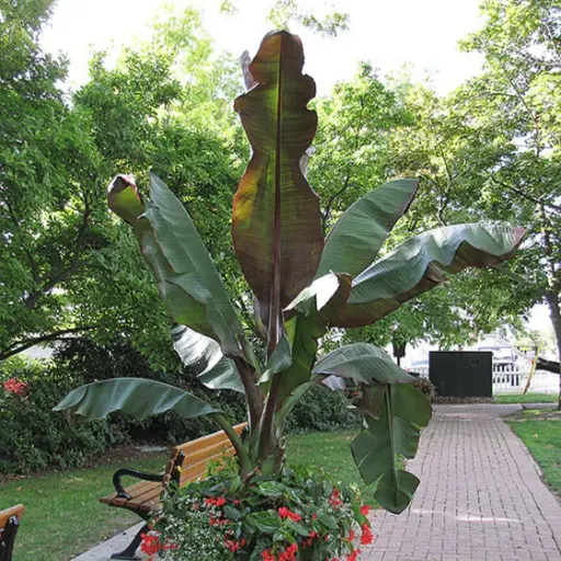 [108951] Musa ensete Maurelli 60 80 cm Pot P17 **Bananier**