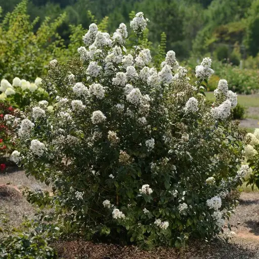 [144770] Lagerstroemia indica Nivea 150 175 Buisson Pot C25Litres