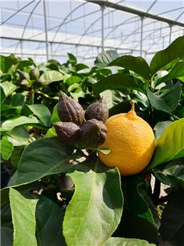 [138051] Citrus femmilnello Carrubaro Mini Tige Pot P26