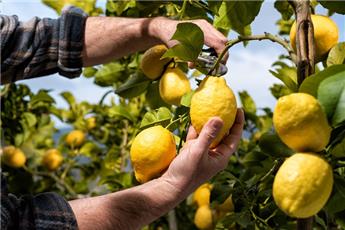 [129933] Citrus lemon citronnier Pot 20 Tige 50 cm