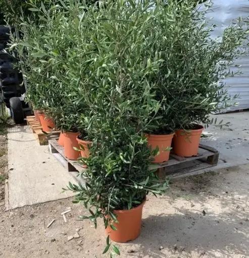 [142266] Olea europea Buisson 100 125 cm Pot C15litres * Olivier
