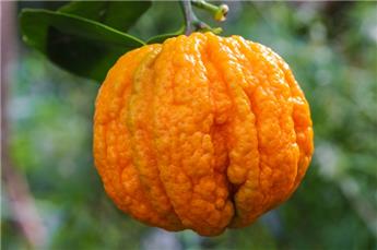 [144900] Citrus aurantium Canaliculata ou Striata  mini Tige +/- 30 cm Pot P22 cm
