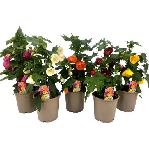 [101708] Abutilon variés Pot 15