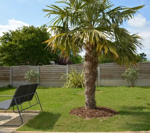 [108065] Chamaerops excelsa ou Trachycarpus Tronc unique +/- 20 - 30 cm Pot ** Palmier **