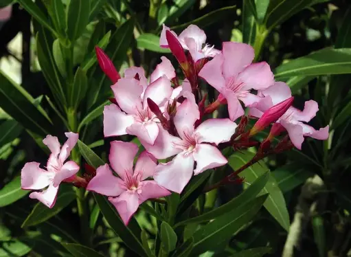 [109006] Nerium oleander Evolution variés Pot P21 cm