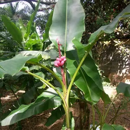 [108953] Musa Velutina 40 60 cm Pot P12 cm