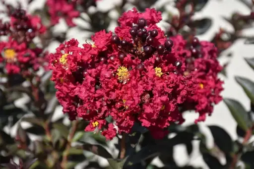 [143140] Lagerstroemia indica Double Feature Pot C7.5L ** rouge **