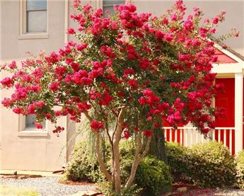 [143148] Lagerstroemia indica Red Rocket Pot C7.5L ** rouge **