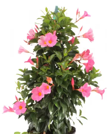 [126388] Mandevilla Sundaville pyramide rose Pot P21