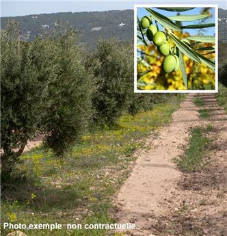 [105288] Olea europea Buisson 60 80 cm Pot P25 * Olivier