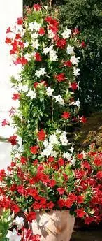 [129854] Mandevilla variés 120 150 cm Pot P21-25
