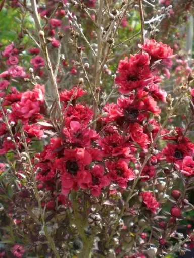 [136829] LEPTOSPERMUM scoparium Crimson glory Pot C4Litres