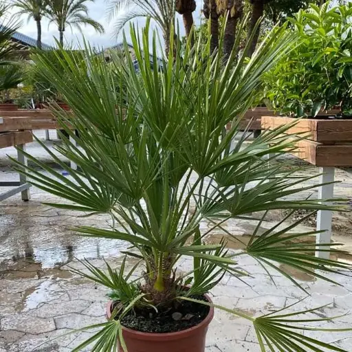 [139667] Chamaerops humilis ou Trachycarpus Pot P18 cm ** Palmier nain **