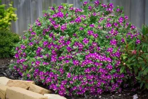 [144979] Polygala oppositifolia Bibi Lilas Pot P17cm