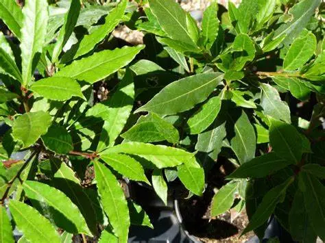 [137902] Laurus nobilis 60 80  cm Pot P17 ** Laurier sauce **