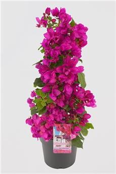 [144578] Bougainvillea Alexandre Mauve 60 80 cm Pot P19