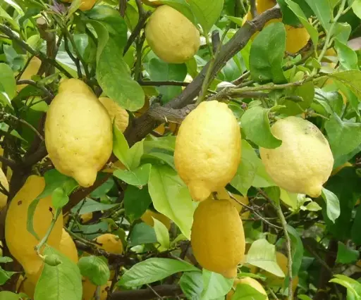 [139424] Citrus limon citronnier jaune Mini Tige 30 cm Pot C4Litres