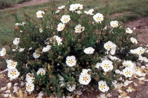 [112029] Cistus danseraui Decumbes Pot C7.5litres